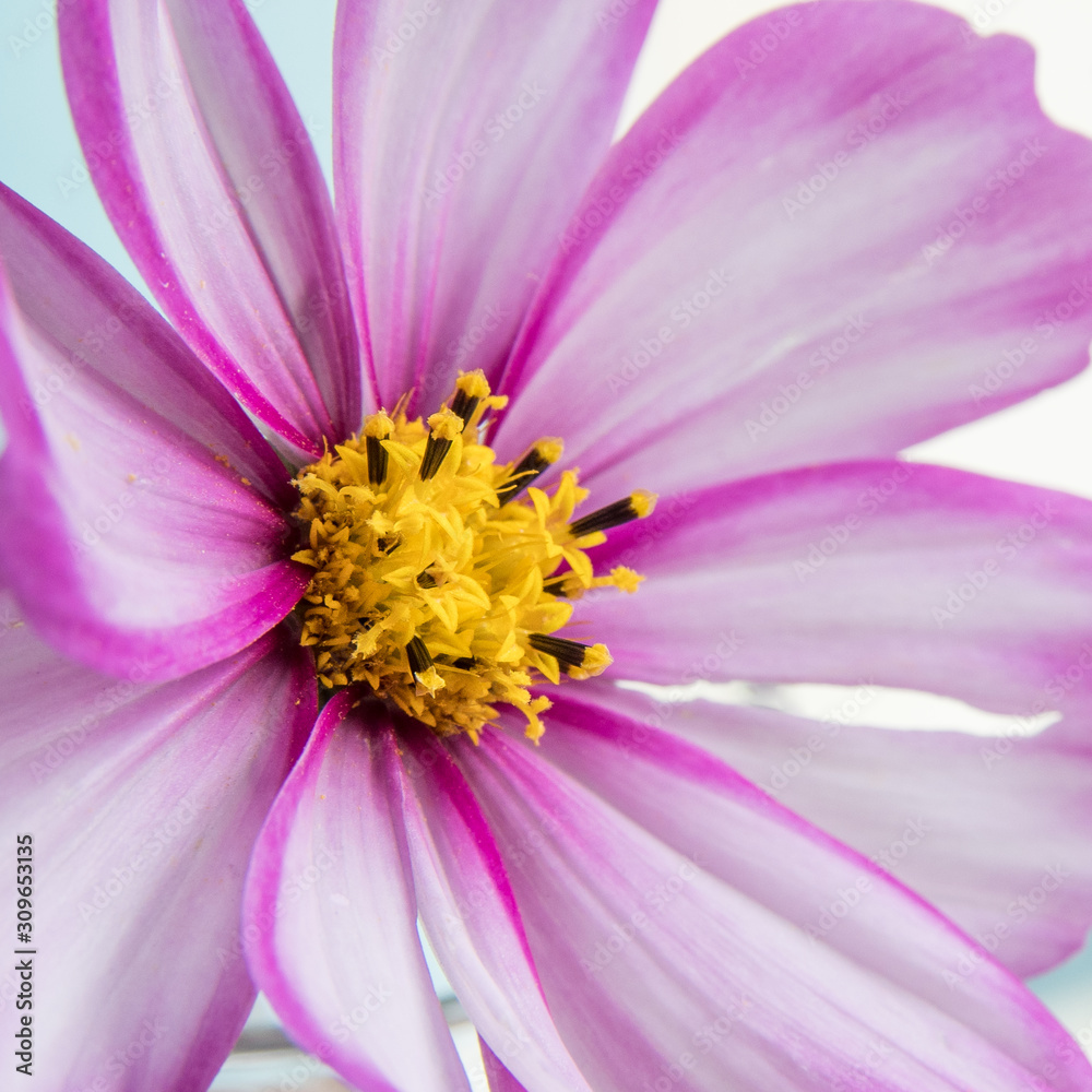 closeup of pink daisy closeup of pink daisy