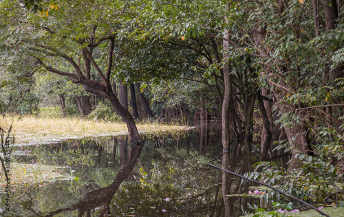 Forest under water in the Amazon region, Brazil, South America