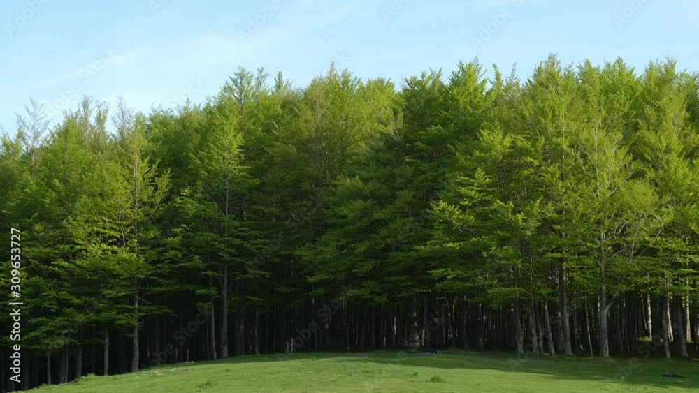 Untouched nature landscape with green trees and blue sky
