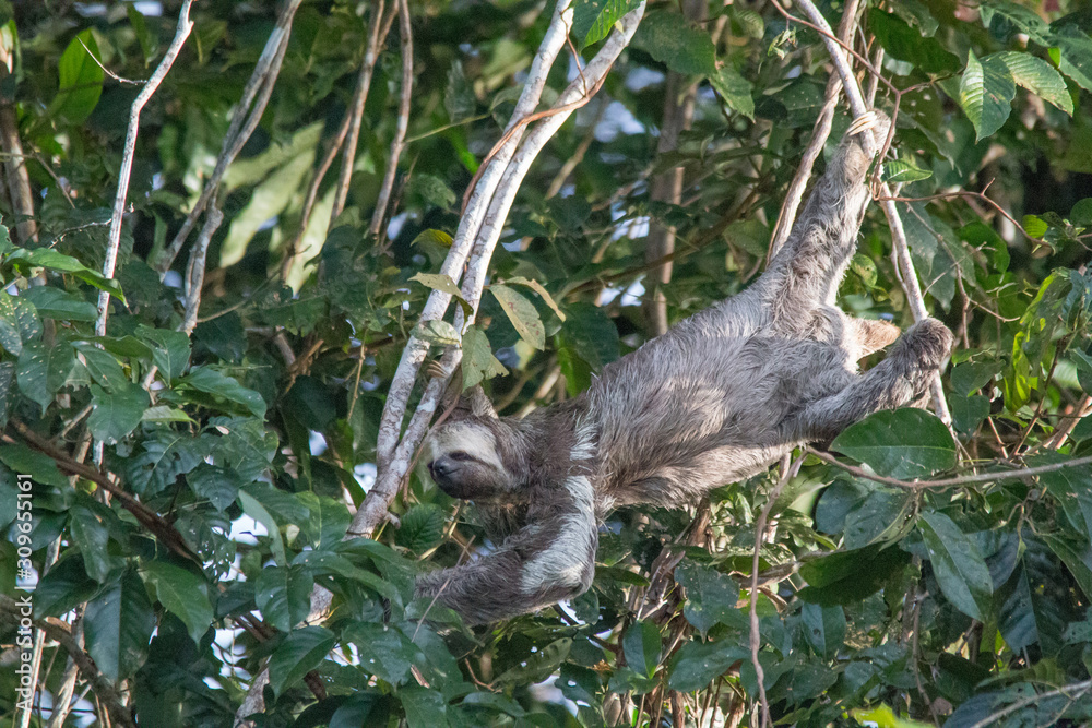 Fototapeta premium Brown throated sloth in the tree, Amazonas region, Brazil, South America