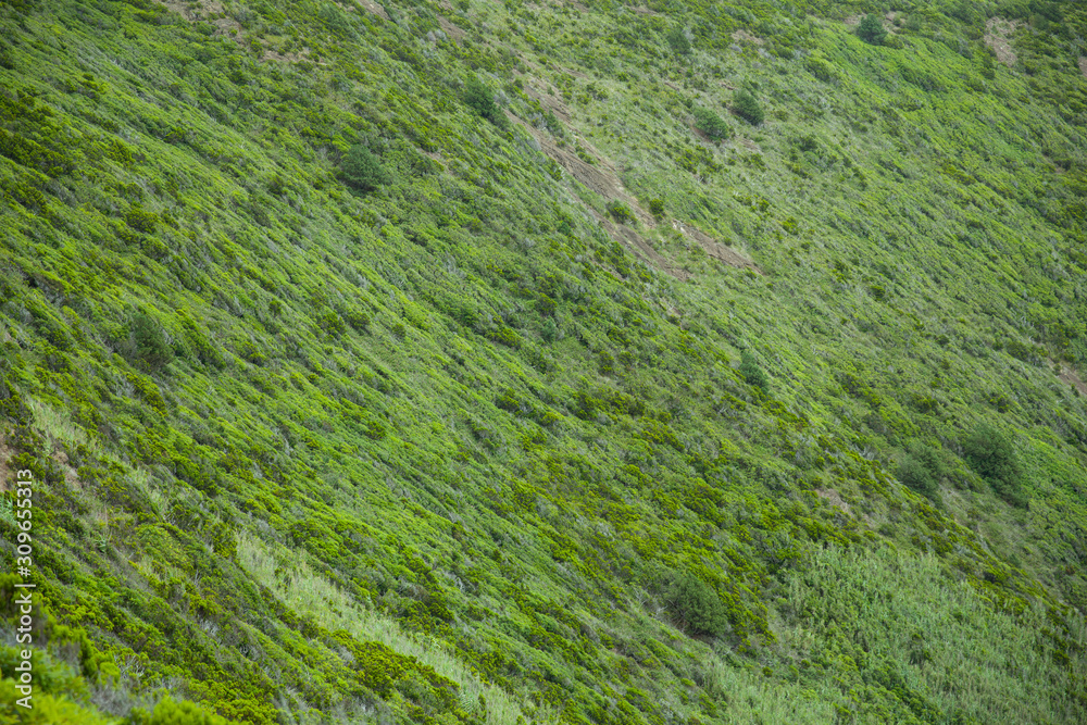 Green texture of Faial, Azores, Portugal Green texture of Faial, Azores, Portugal