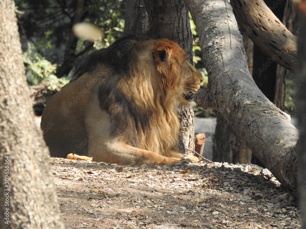 Gaze of an Asian lion in forest shadow. Calmness of the King of beasts,  biggest cat