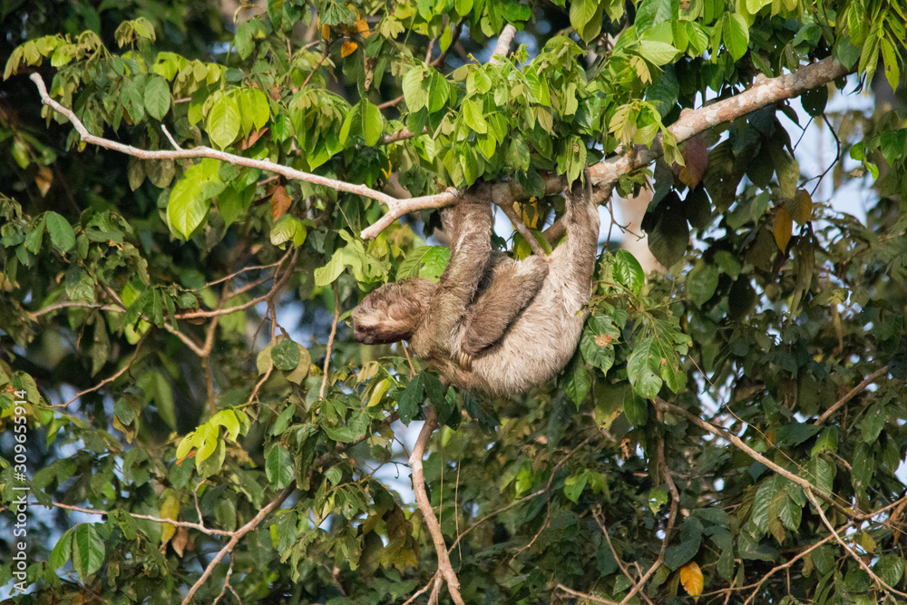 Brown throated sloth in the tree, Amazonas region, Brazil, South America Brown throated sloth in the tree, Amazonas region, Brazil, South America
