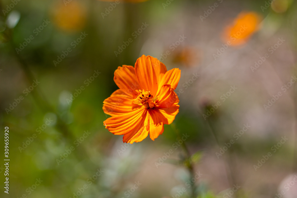 orange flower in a garden orange flower in a garden