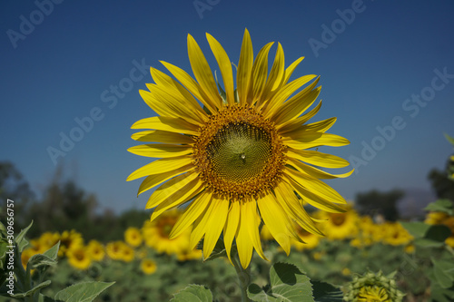 Beautiful sunflowers against blue sky