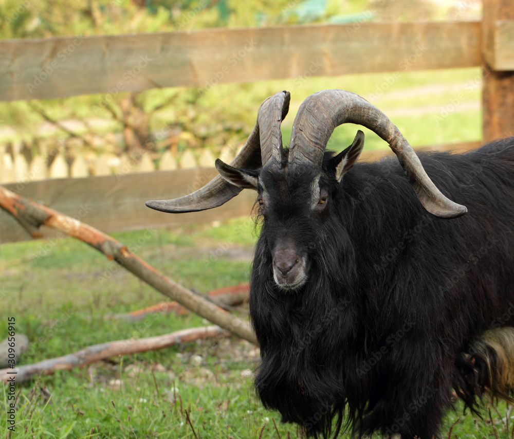 Black long haired male goat Stock Photo | Adobe Stock