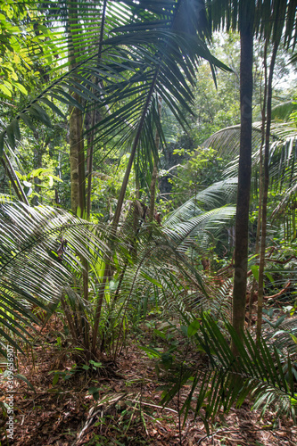 Dense jungle in the Amazon region  Brazil  South America