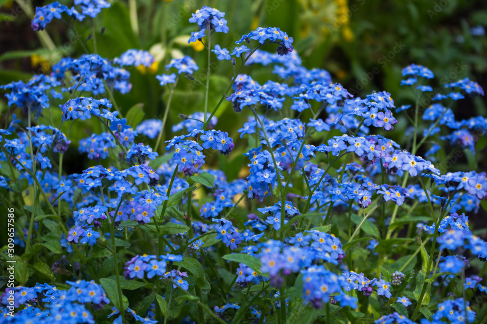 A large cluster of light blue Alpine forget-me-nots with raindrops hanging on their stems against the green grass of the meadow in the afternoon after the rain, selective focus A large cluster of light blue Alpine forget-me-nots with raindrops hanging on their stems against the green grass of the meadow in the afternoon after the rain, selective focus