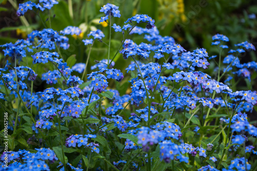 A large cluster of light blue Alpine forget-me-nots with raindrops hanging on their stems against the green grass of the meadow in the afternoon after the rain, selective focus