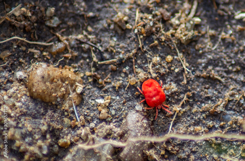 Velvet Mite