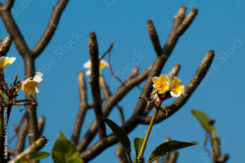 The most beatiful plumeria flowers, yellow and white colors.