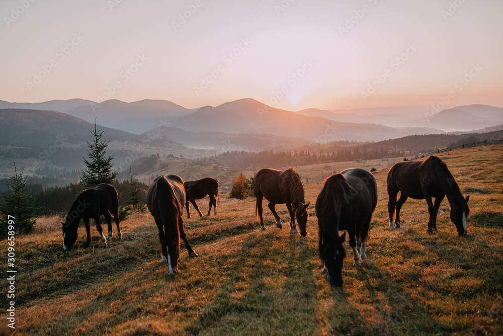 horses on pasture at sunset