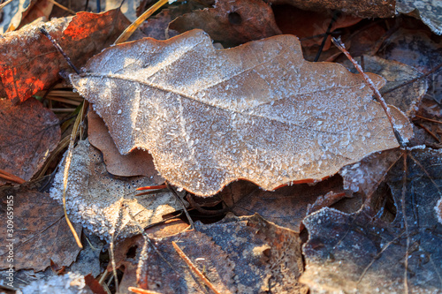 the frozen ice sheets in the winter , the snowflakes on the leaves