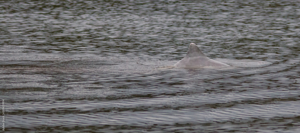 Fototapeta premium Amazon river dolphin, Brazil, South America