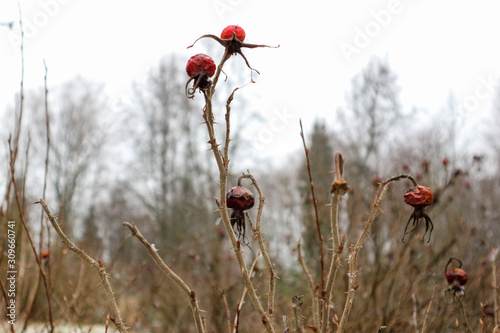 red rosehip berries in winter closeup © Sergei Timofeev