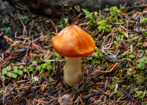 Macro photograph of a single bright orange mushroom surrounded by scattered brown pine needles. From a boreal forest setting. 