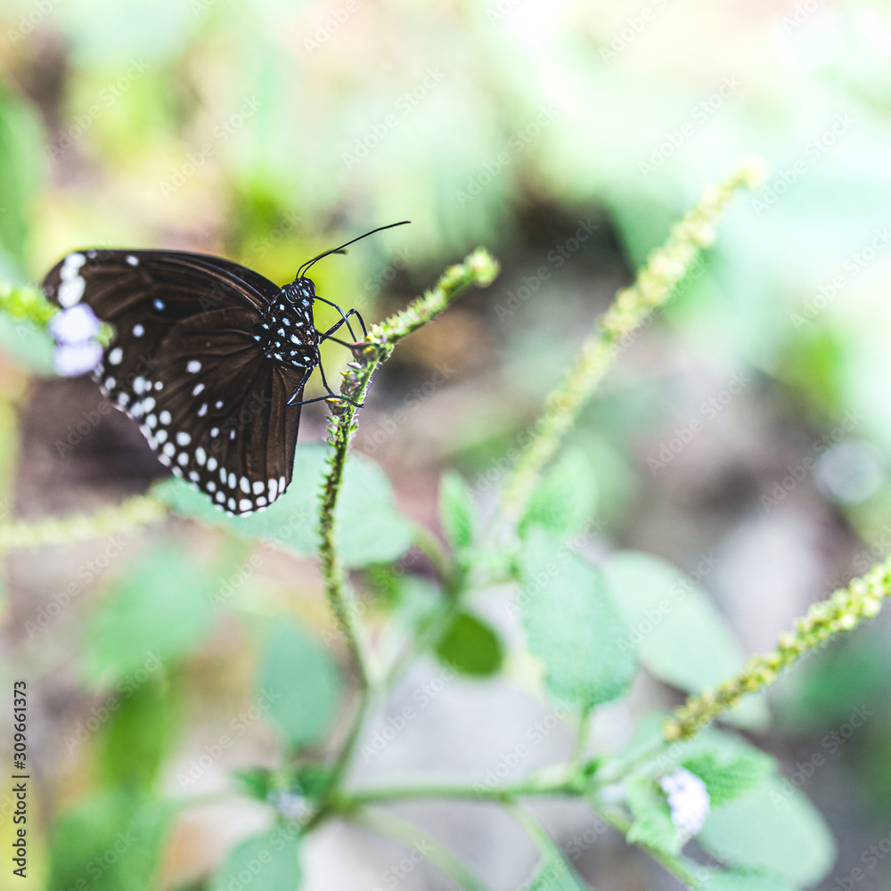 One butterfly is standing on the plant in the daytime One butterfly is standing on the plant in the daytime