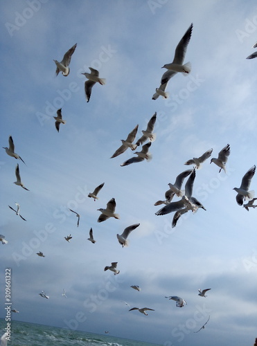 flock of flying birds on blue sky