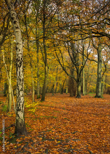 Autumn Woodland Landscape view. Gosforth. North East England. UK. 
