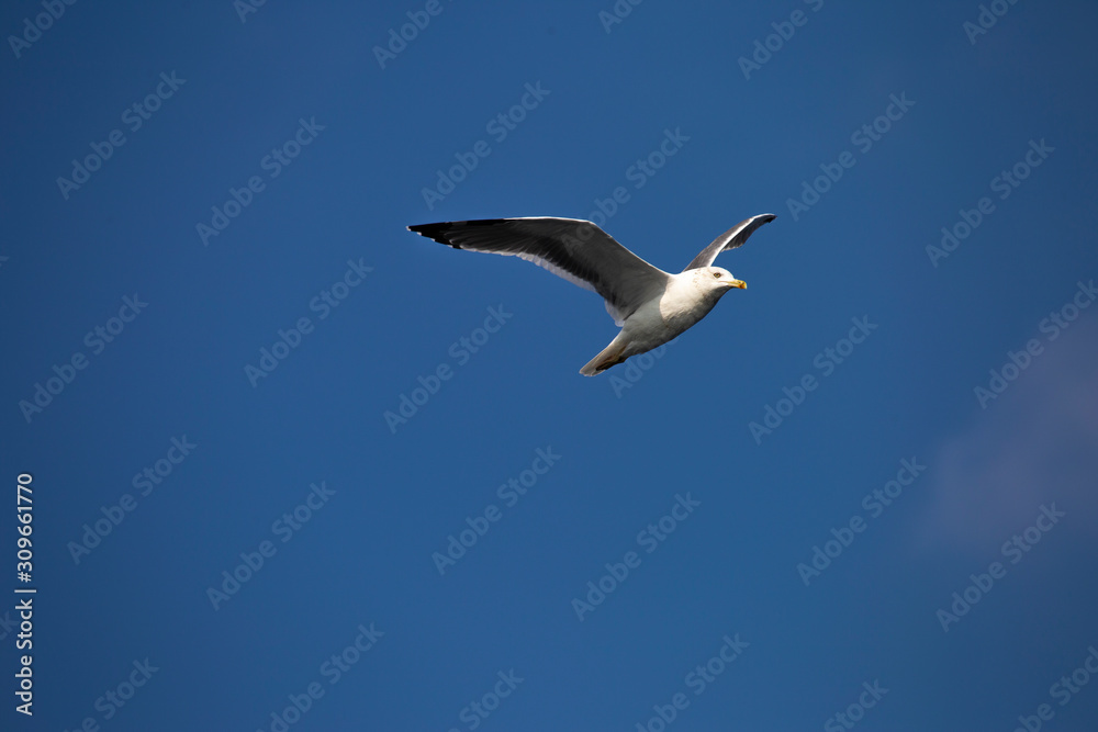 seagull flying in the sky against the background of clouds