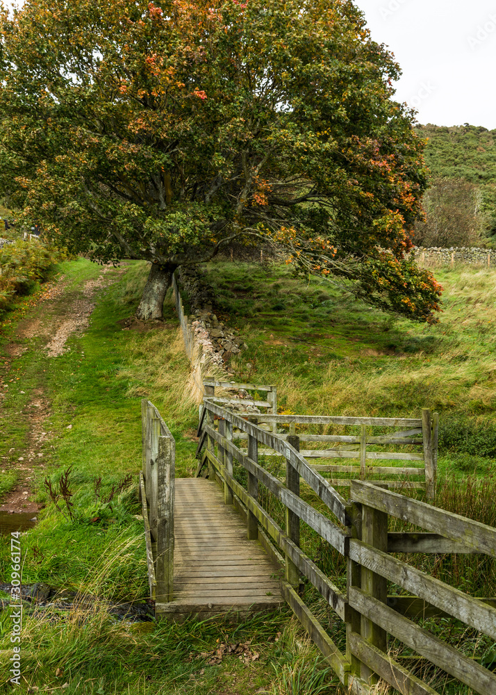 View of Wooler Common, Northumberland, England. Taken in autum.