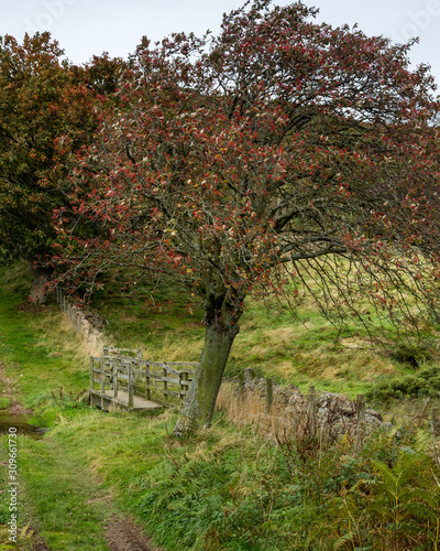 View of Wooler Common, Northumberland, England. Taken in autum. photo