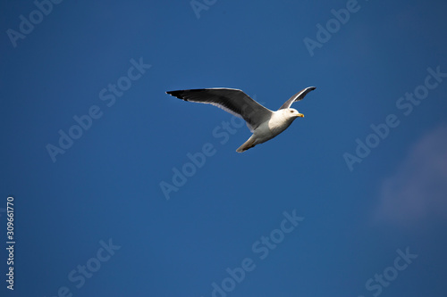 seagull flying in the sky against the background of clouds