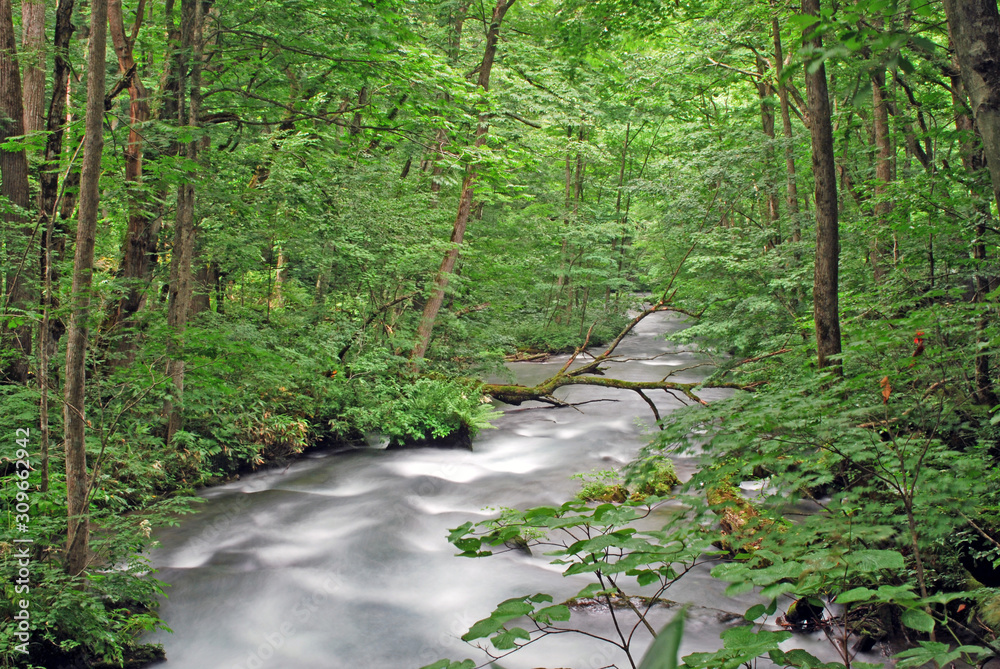 Obraz premium forest river