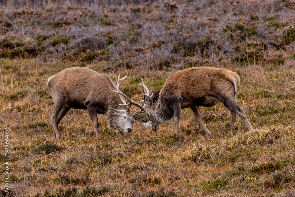 Fototapeta premium Red deer of the Scottish highlands
