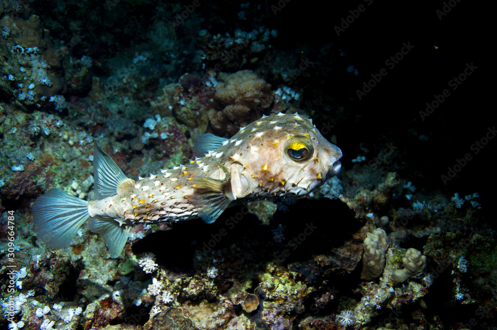 Igelfisch Igelfisch