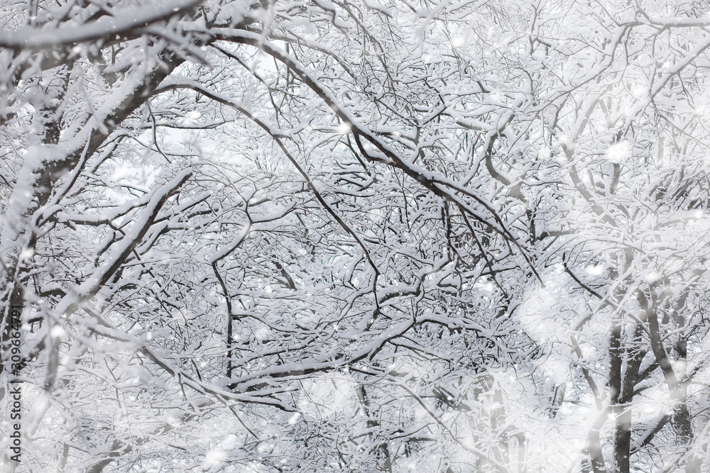 Winter landscape. Forest under the snow. Winter in the park. Winter landscape. Forest under the snow. Winter in the park.