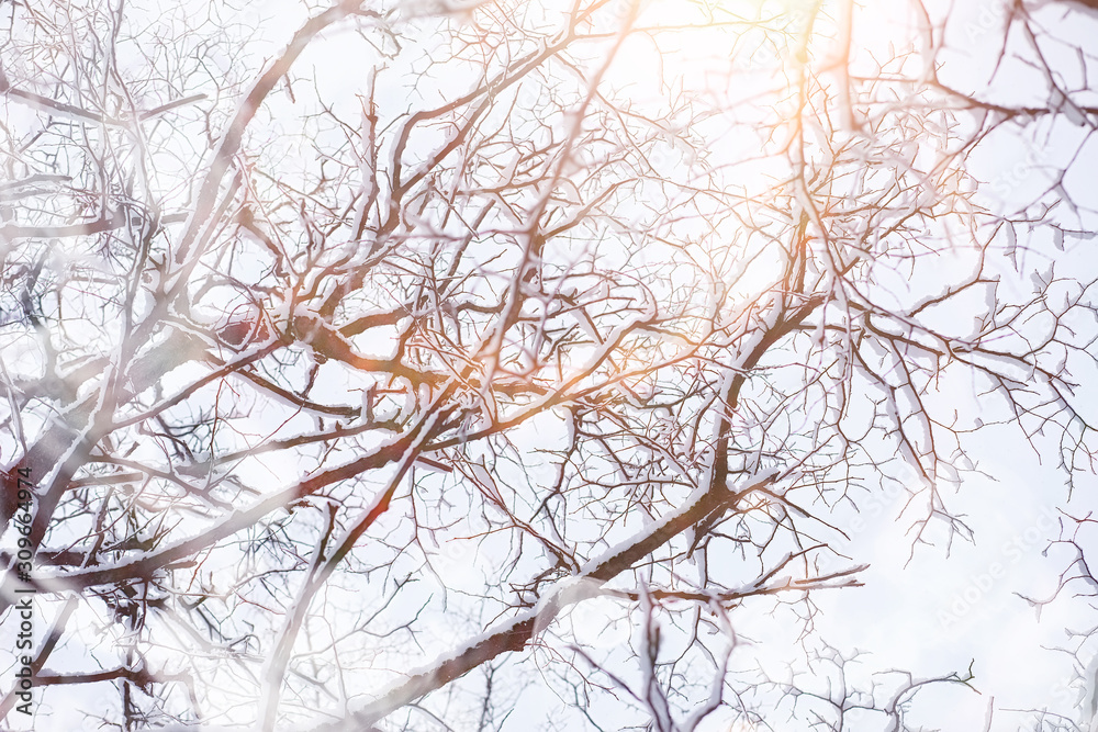 Obraz premium Winter landscape. Forest under the snow. Winter in the park.