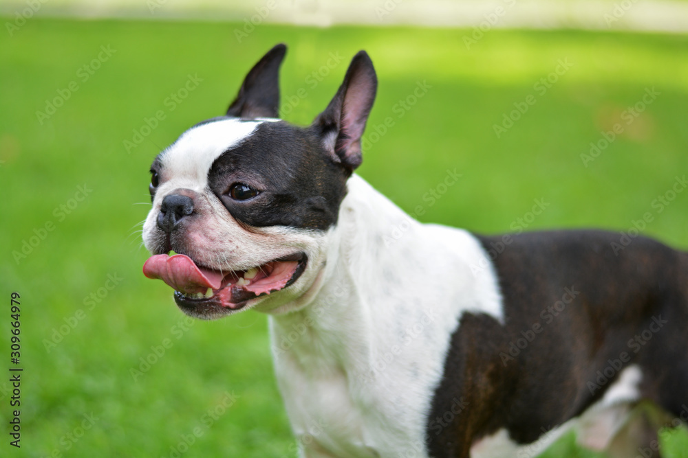 A funny black and white Boston terrier on green grass