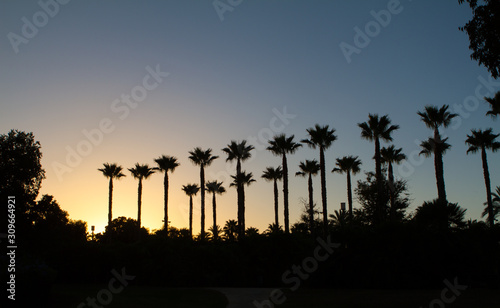 sunset in the city. Long angle of palm silhouette in sunset