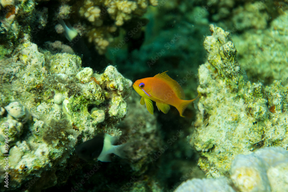 Obraz premium Fahnenbarsch