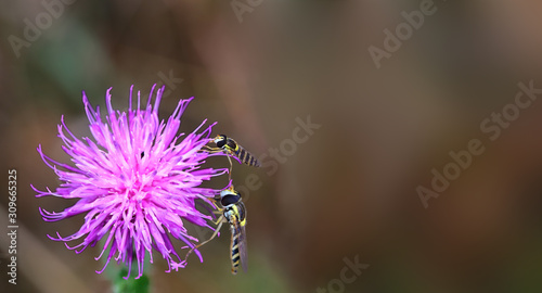 Insects on a thistle flower ..