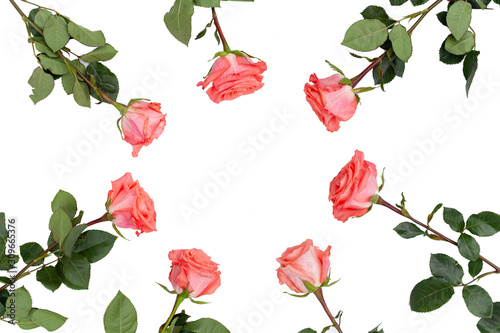 Beautiful pink roses isolated on white  circle frame