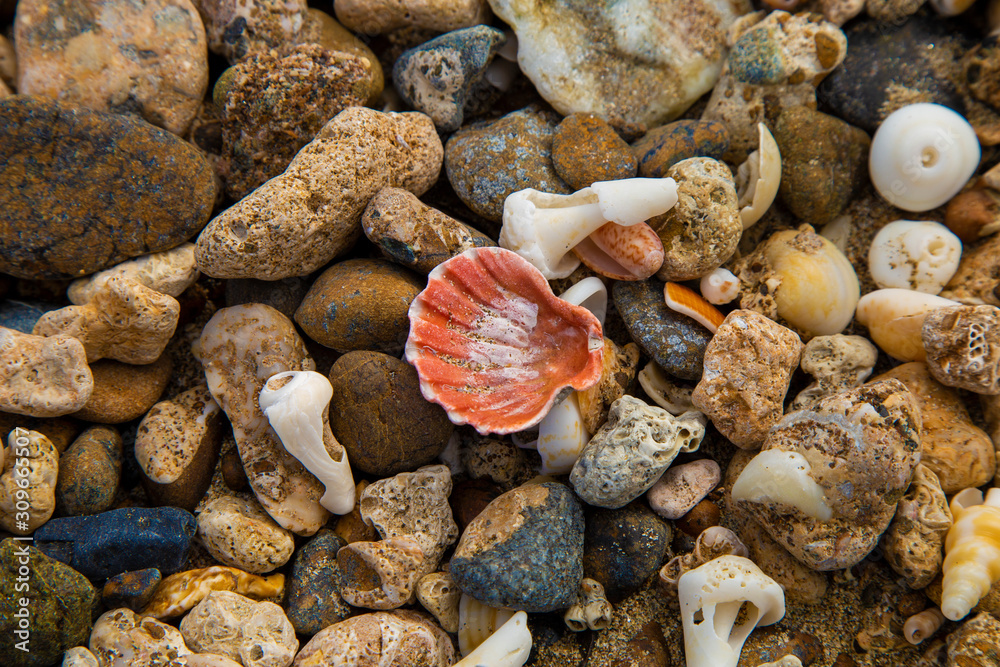 seashells on stones on the seashore