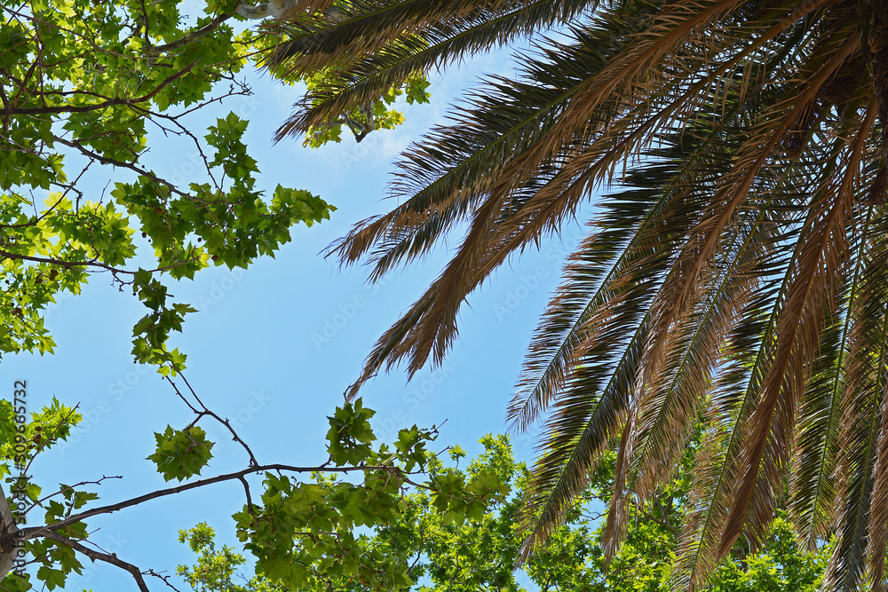 Fototapeta premium View through palm trees and other trees