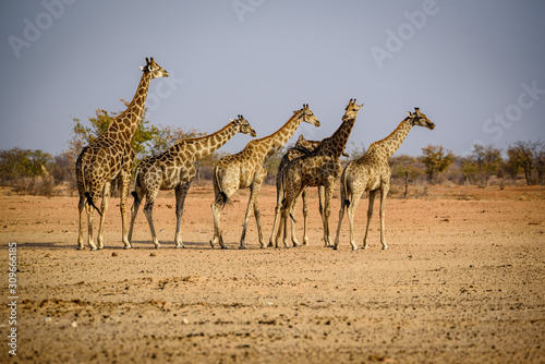 herd of giraffes in namibia africa