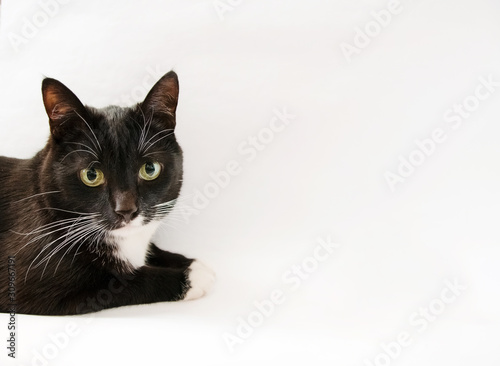 Black and white cat on white background. Black-and-white a lies. Cat eye