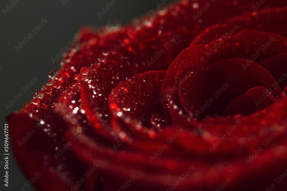 Red rose with water drops close-up. Macro drops. Beautiful rose for the holiday. Scarlet rose flower macro photography. Red rose with water drops close-up. Macro drops. Beautiful rose for the holiday. Scarlet rose flower macro photography.