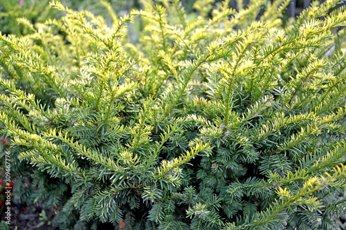 Wallpaper Mural Ground hemlock, Aurea variety (Taxus canadensis Marshall) Torontodigital.ca