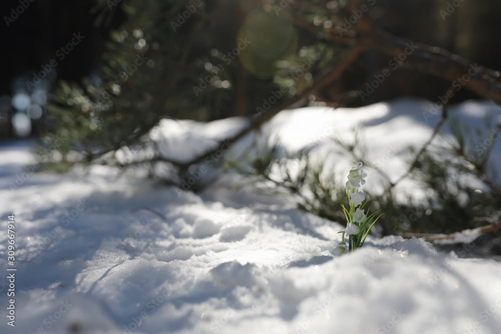 The first spring flower. Snowdrop in the forest. Spring sunny day in the forest. The first spring flower. Snowdrop in the forest. Spring sunny day in the forest.