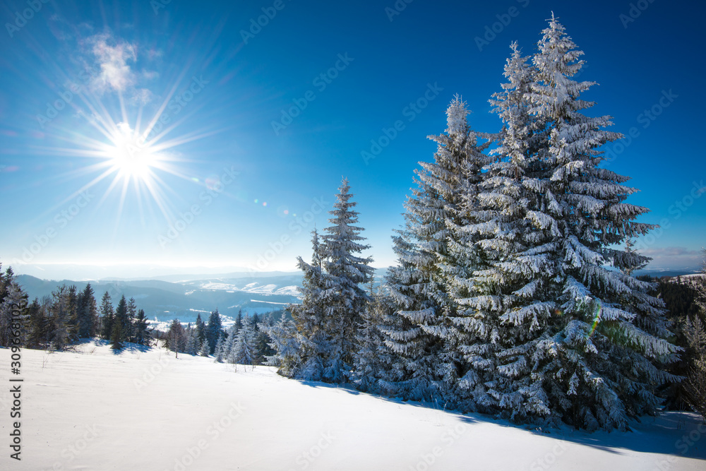 Fototapeta premium Fascinating sunny landscape of a winter forest