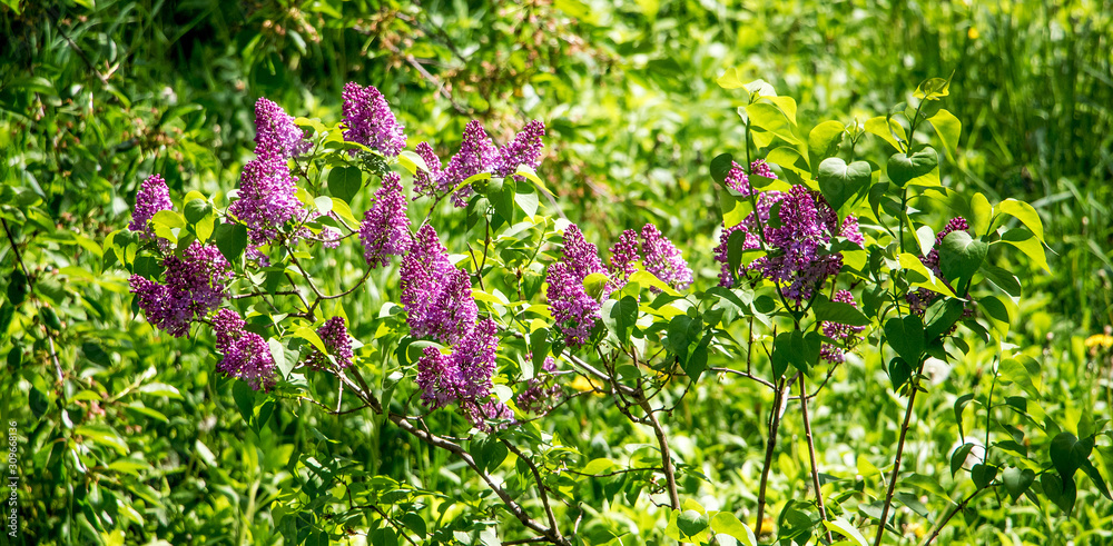 Lilac bush with purple flowers among the greens_