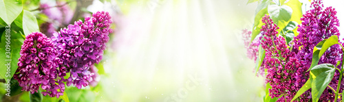 Spring background with lilac flowers and free space for text in the center, panorama_