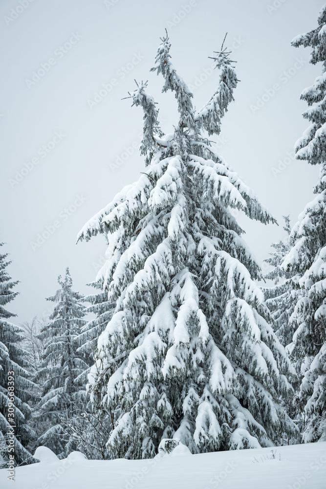 Fototapeta premium Bottom view beautiful slender snowy fir trees