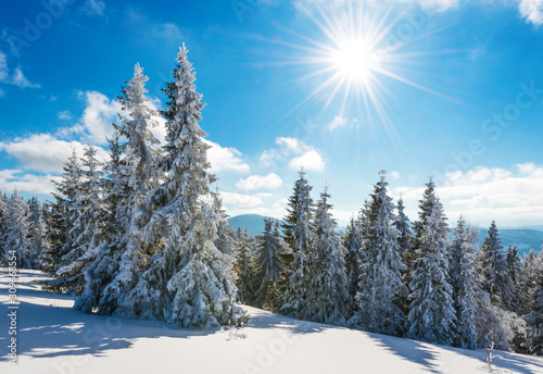 Tall slender snowy fir trees grow on a hill © YouraPechkin