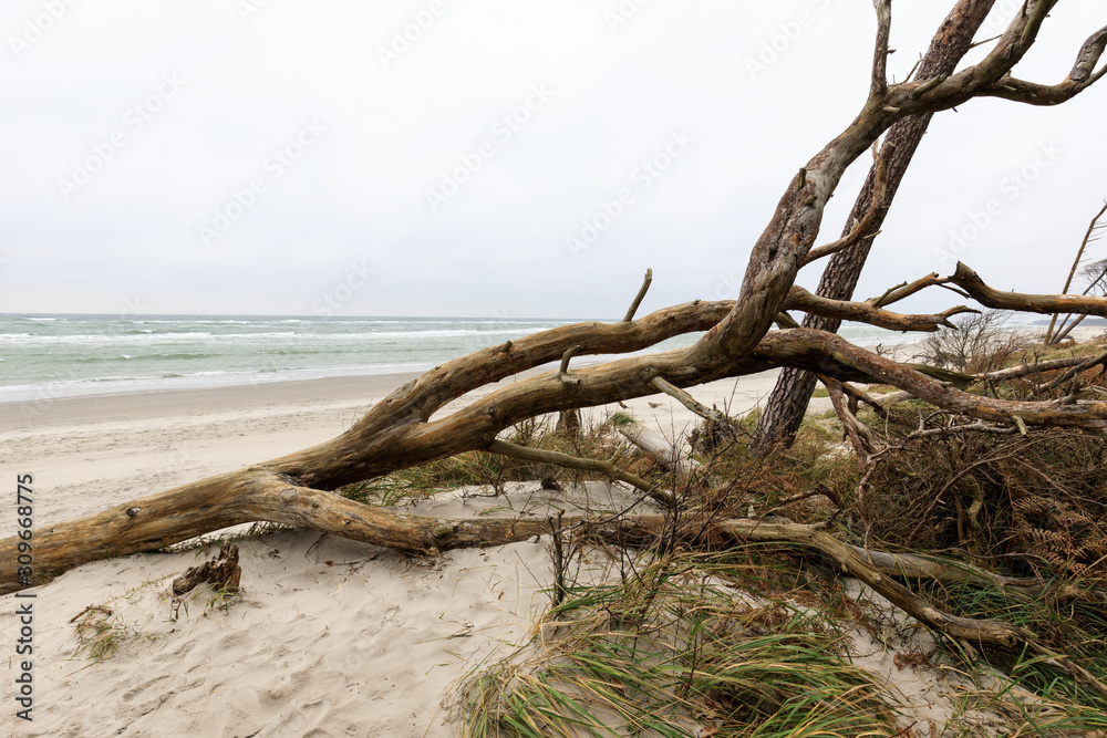 Totholz am Ostseestrand (Darß) im Winter